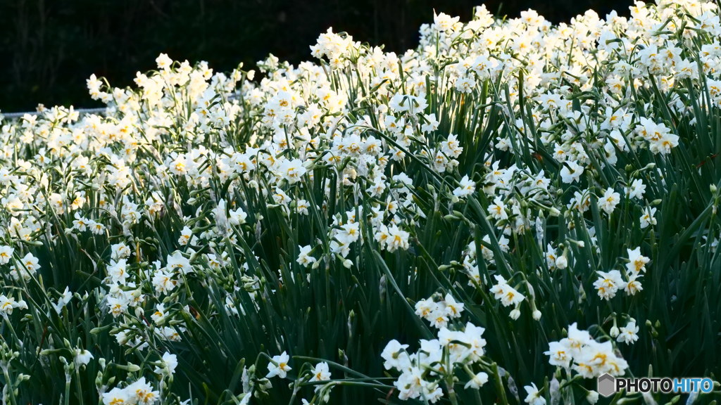 水仙の香りに包まれて　P1031023