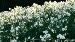 水仙の香りに包まれて　P1031023