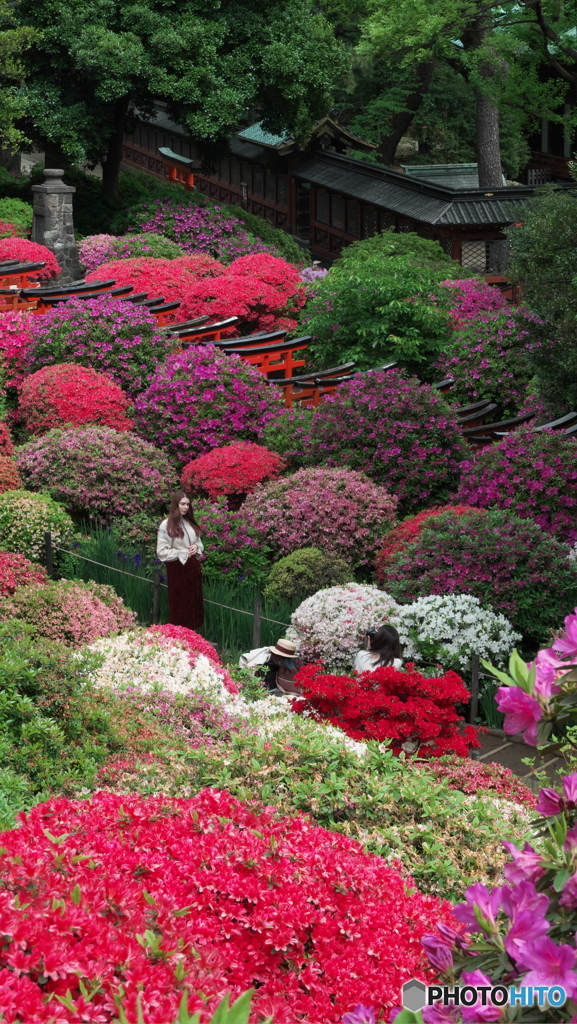 ツツジに囲まれて其の２　P1184569