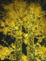 シャンパンゴールドカラー