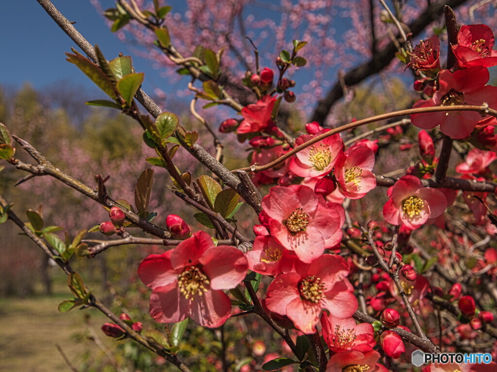 木瓜の花＃２