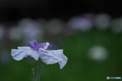 花菖蒲の姿＃９