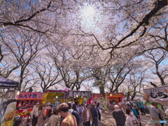 花見客＃１