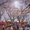 花見客＃１