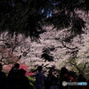 花見客＃２