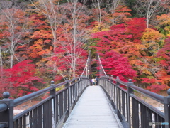 紅の吊り橋の紅葉