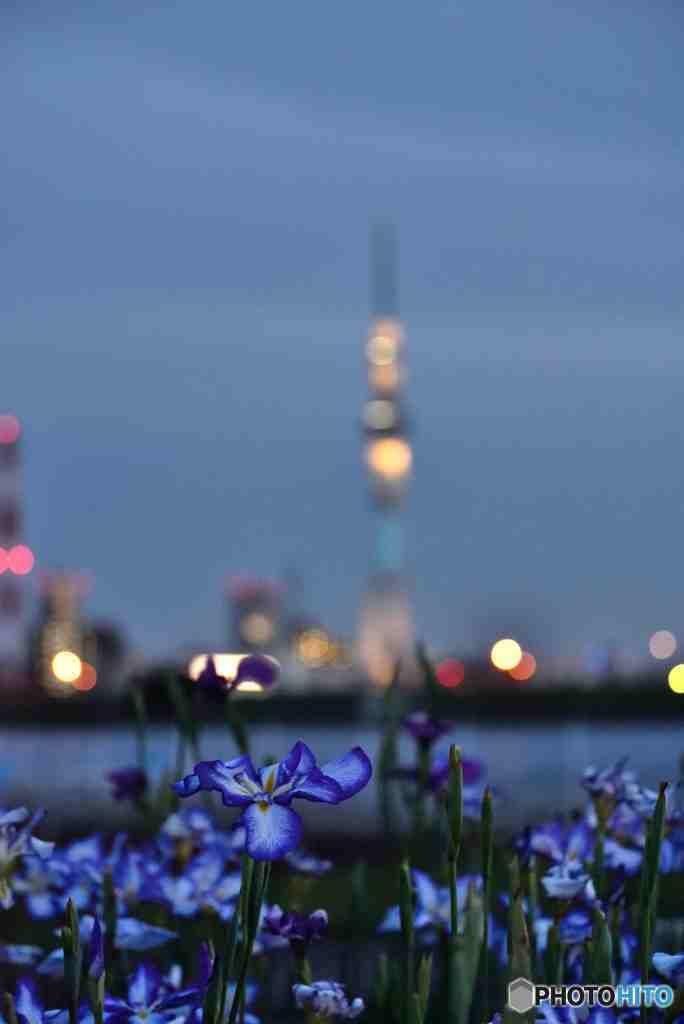 花菖蒲とライトアップされたスカイツリー～２