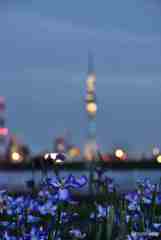 花菖蒲とライトアップされたスカイツリー～２