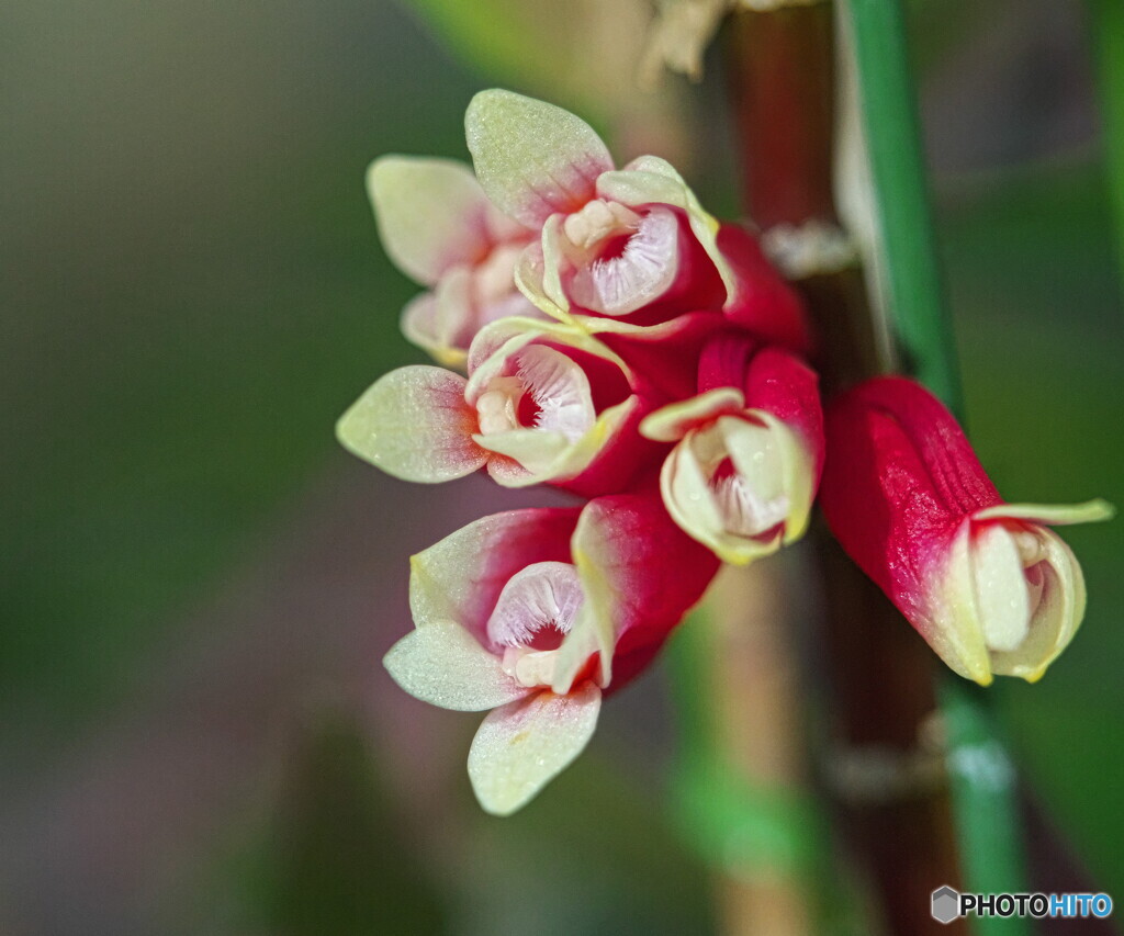 デンドロビューム　ラウエシー