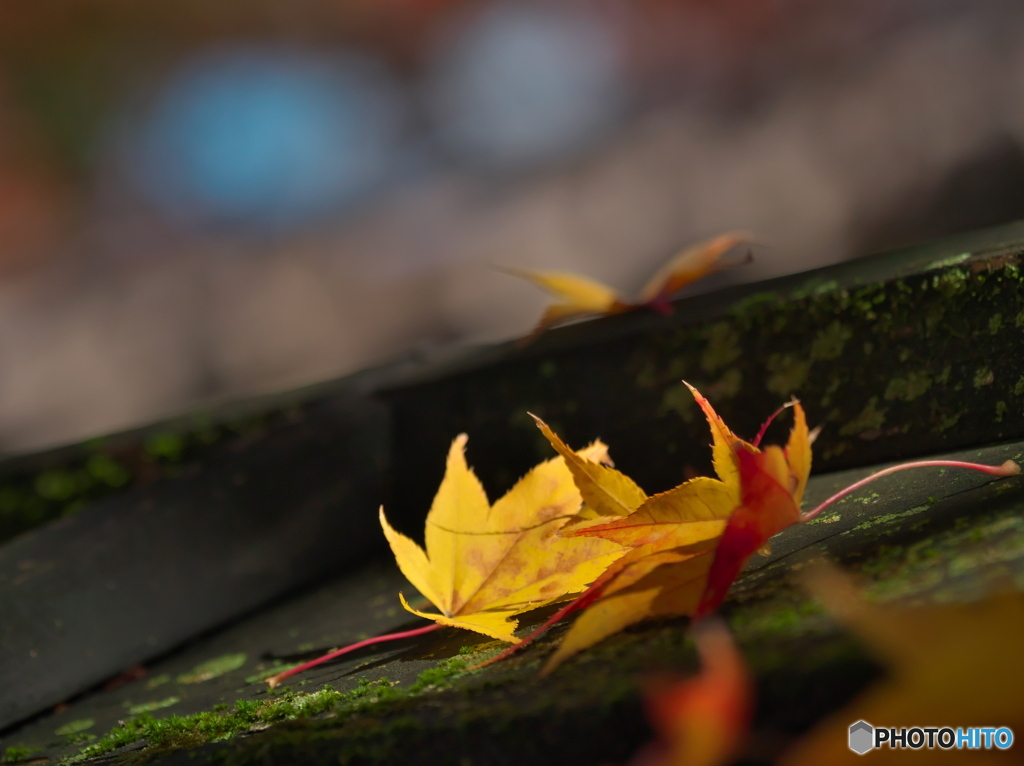 モミジ二葉　P1197497