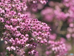 ジャノメエリカ＃１