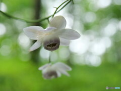 秋になりましたが　P1103701