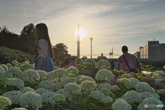 夕日とスカイツリーと紫陽花