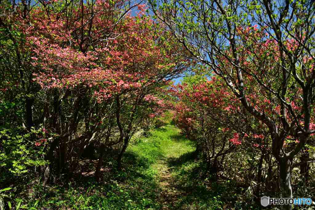 新緑にヤマツツジ～１