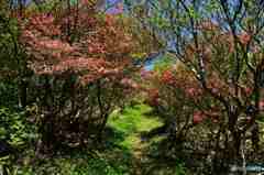 新緑にヤマツツジ～１