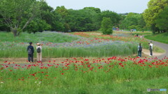 新緑の中で　P5062593