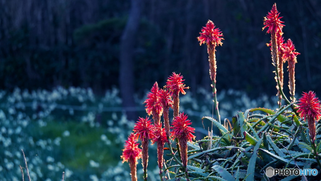 西日に照らされたアロエの花　P1031051