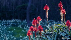 西日に照らされたアロエの花　P1031051