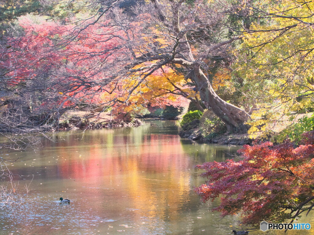 水辺の紅葉＃１