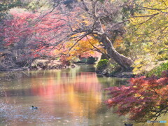 水辺の紅葉＃１