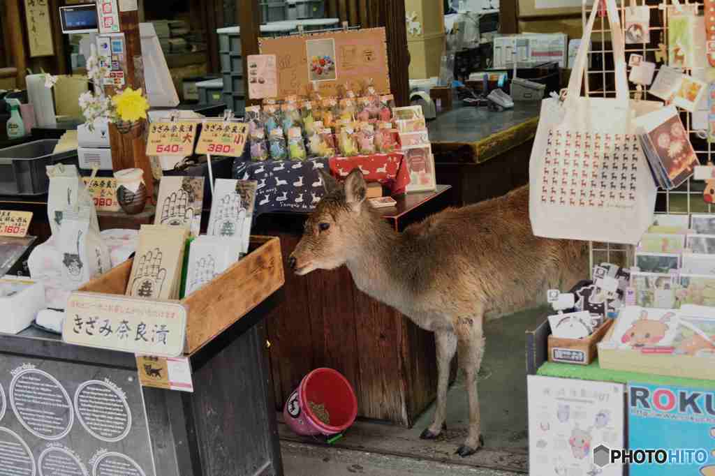 奈良公園の鹿～２
