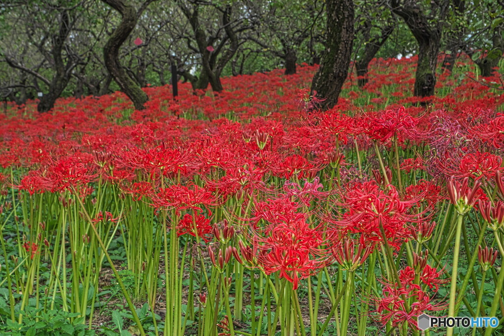 梅林の彼岸花＃１