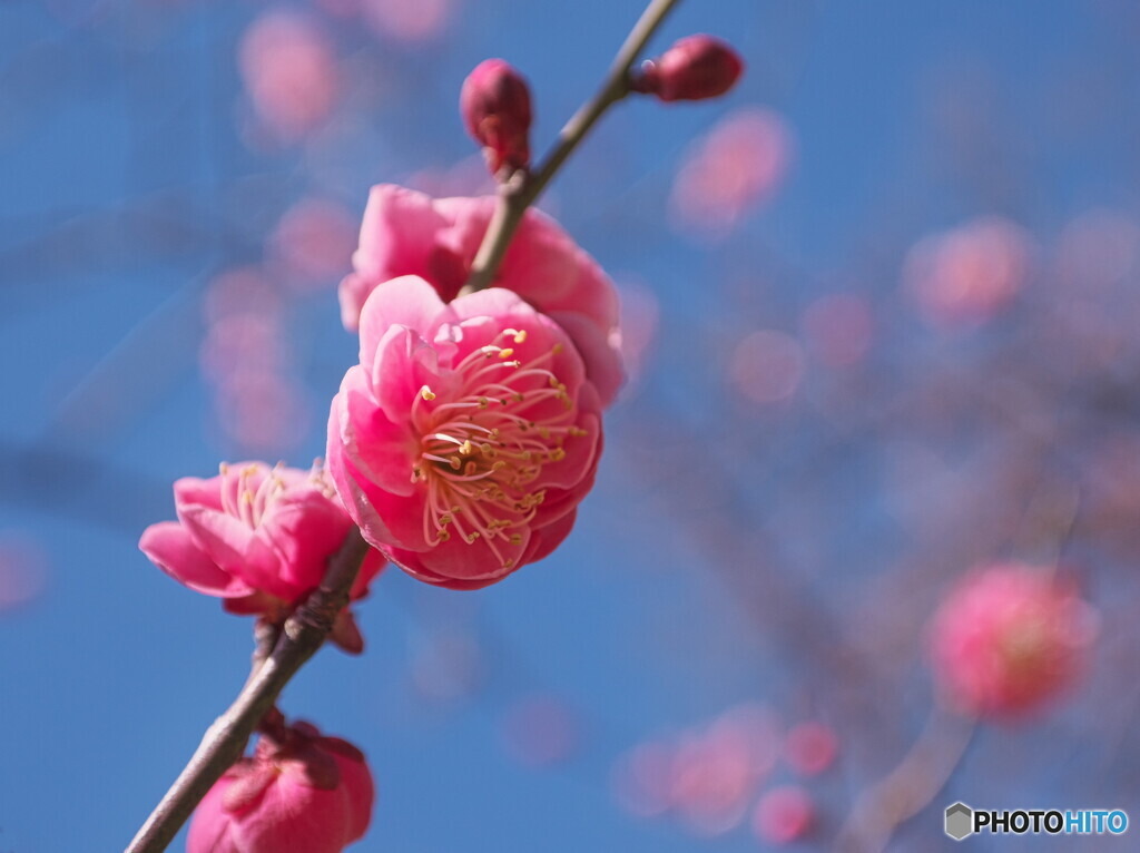 紅梅