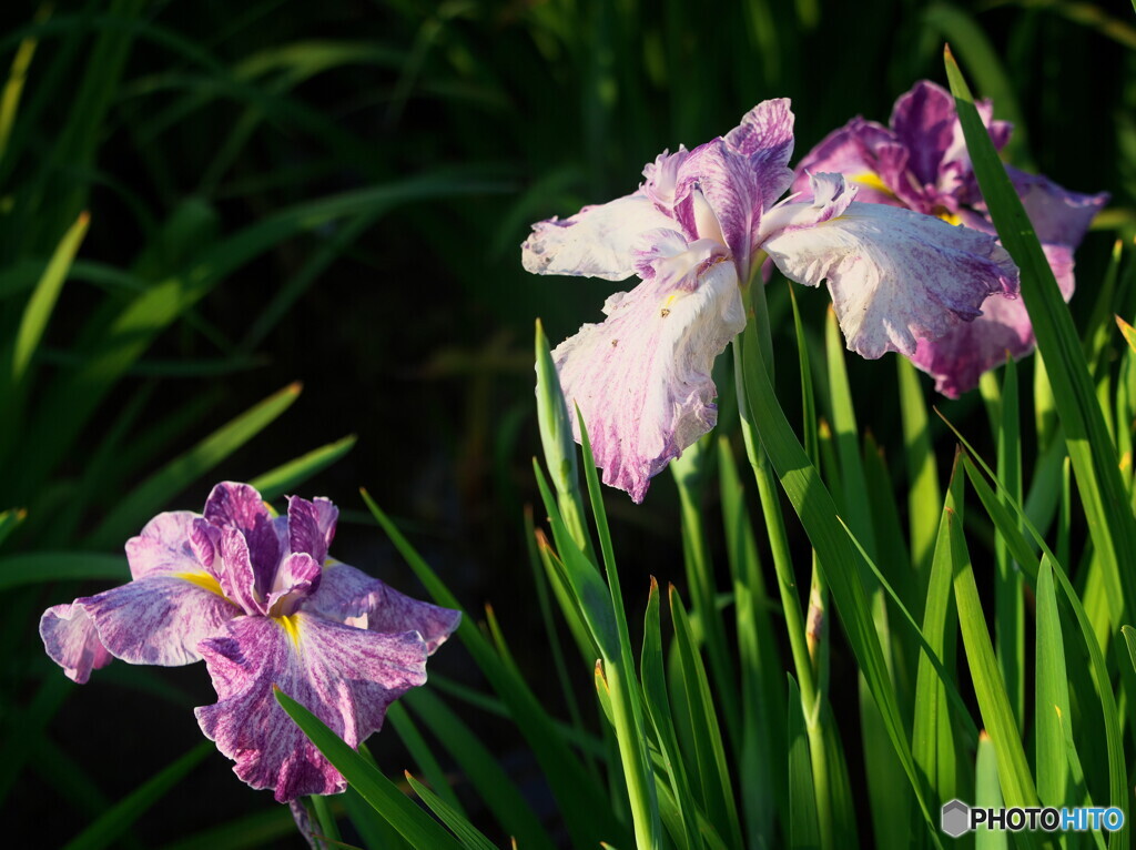 花菖蒲の姿＃６