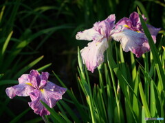 花菖蒲の姿＃６