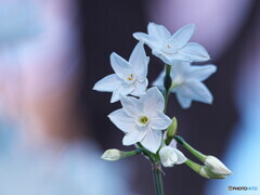 ペーパーホワイト