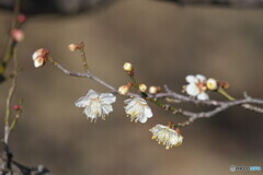 令和天皇即位記念の梅～太宰大貮