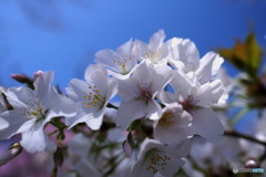 大島桜は満開