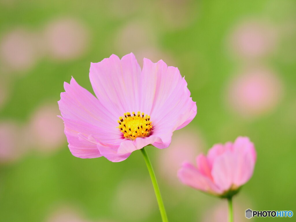 桃色美人　P1126131