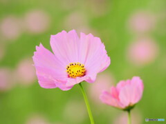 桃色美人　P1126131