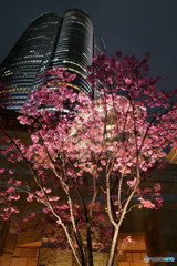 森タワーと桜その1　P1054894