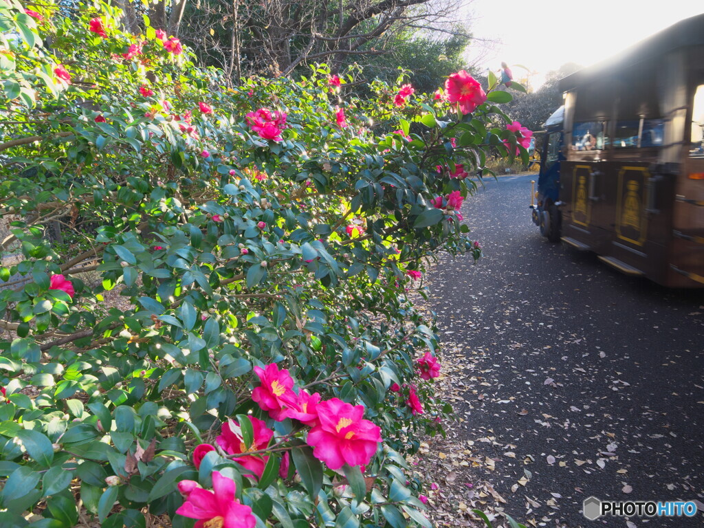 初冬の昭和記念公園～サザンカ