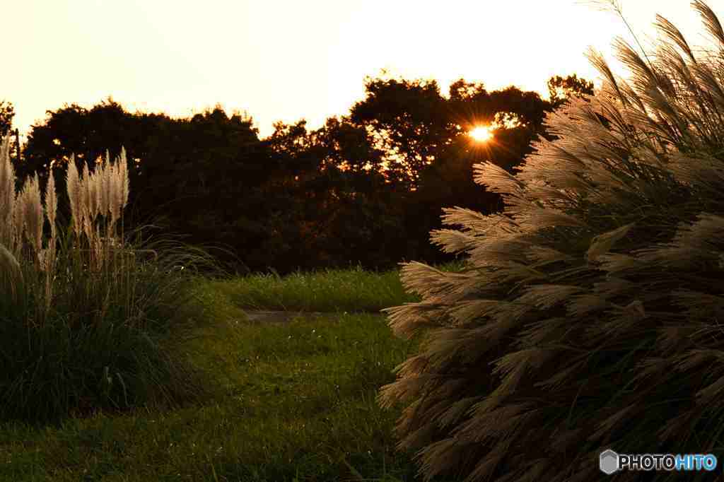 夕暮れのススキには哀愁がーその三