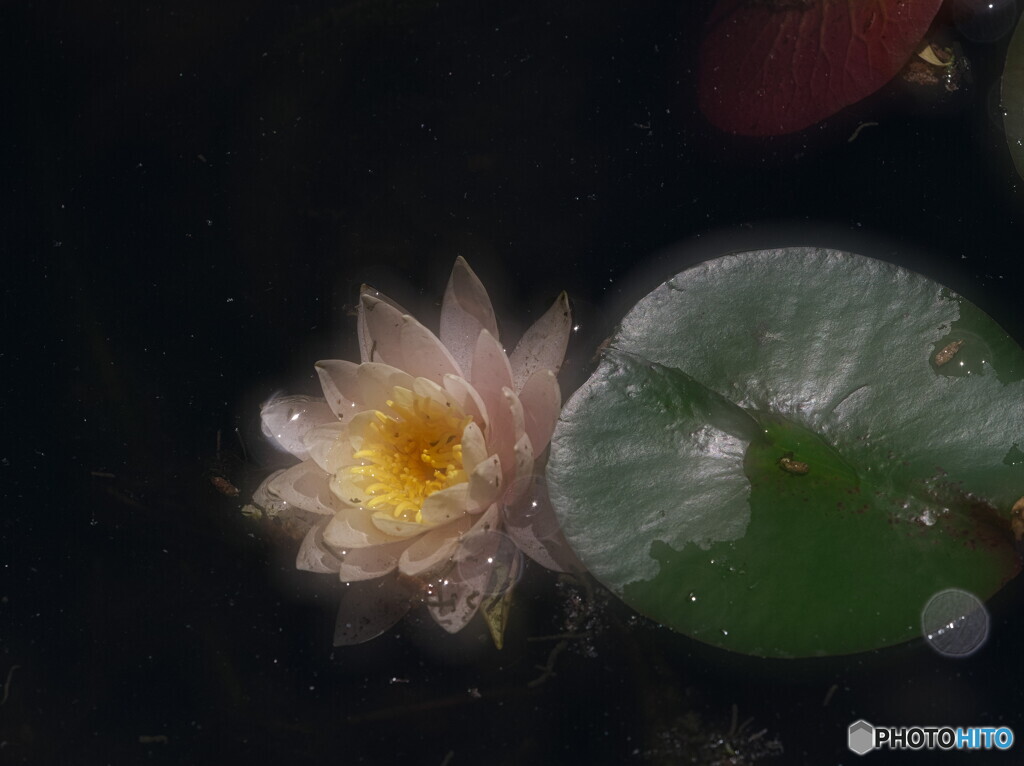 睡蓮＃２