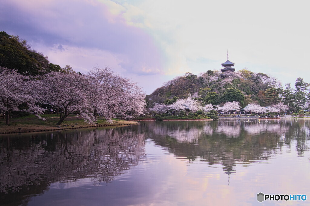 横浜三渓園の花見＃２