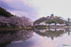 横浜三渓園の花見＃２