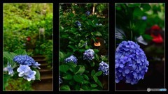 紫陽花と石仏～１