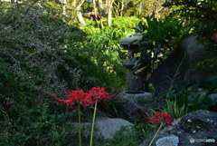 萩をバックに曼珠沙華　DSC_5209