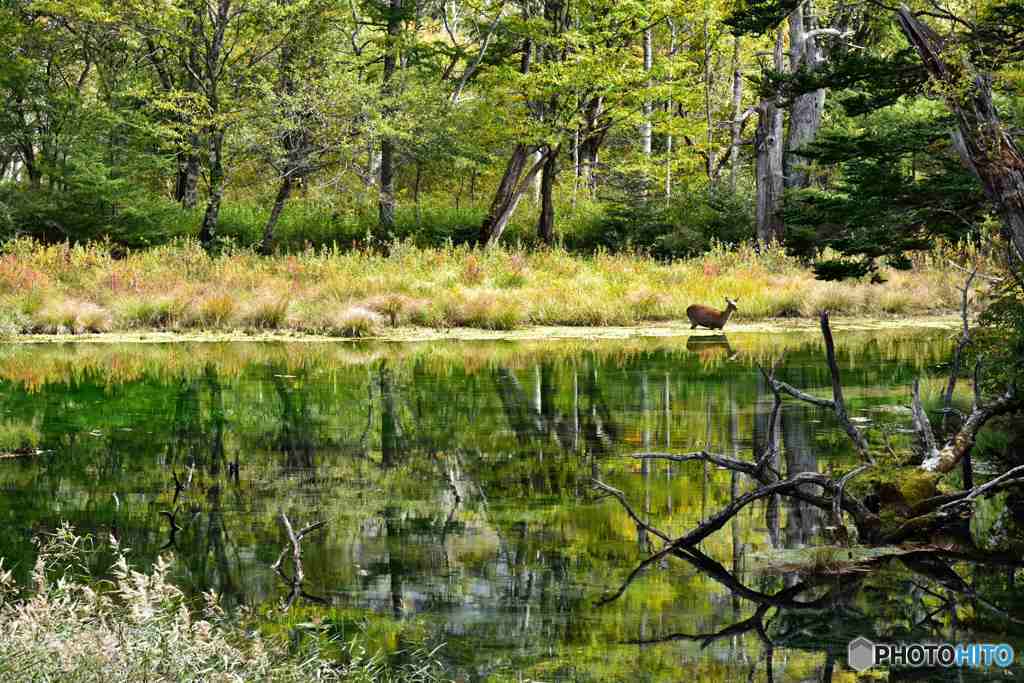 奥日光の初秋２－遠くに鹿が