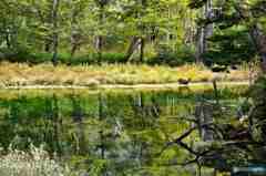 奥日光の初秋２－遠くに鹿が