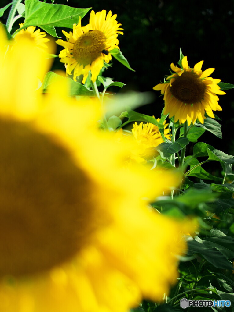ひまわり＃２