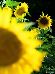 ひまわり＃２