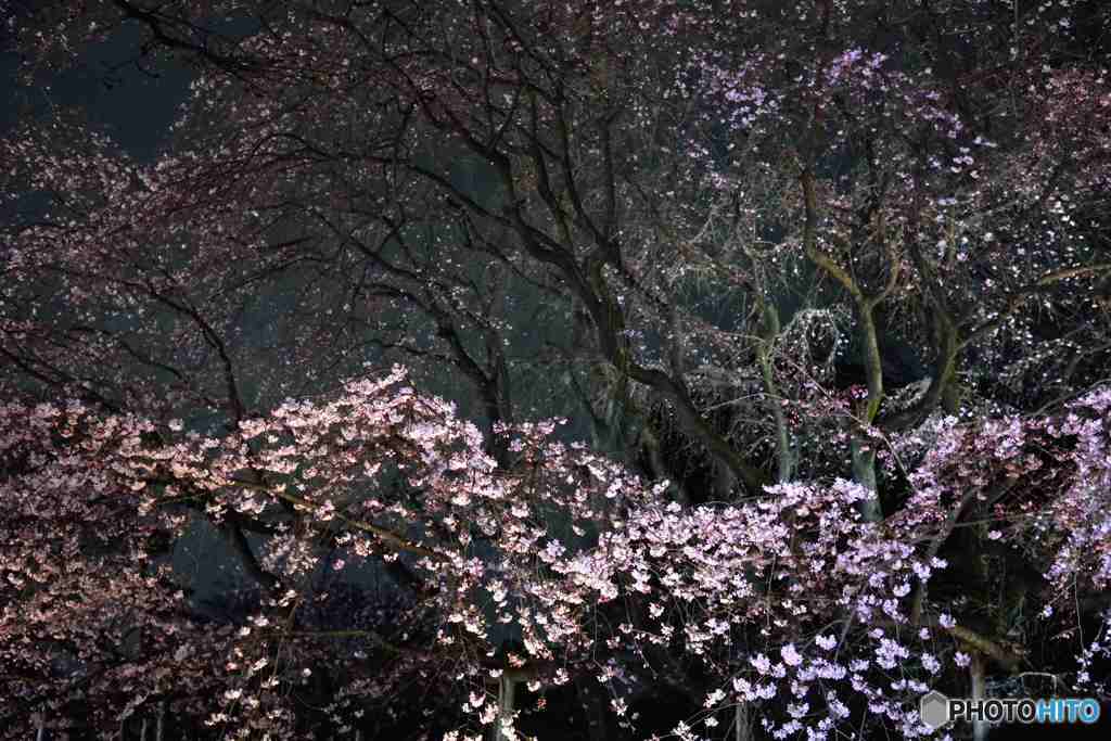 六義園夜桜