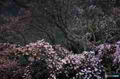 六義園夜桜