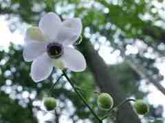 レンゲショウマ～２