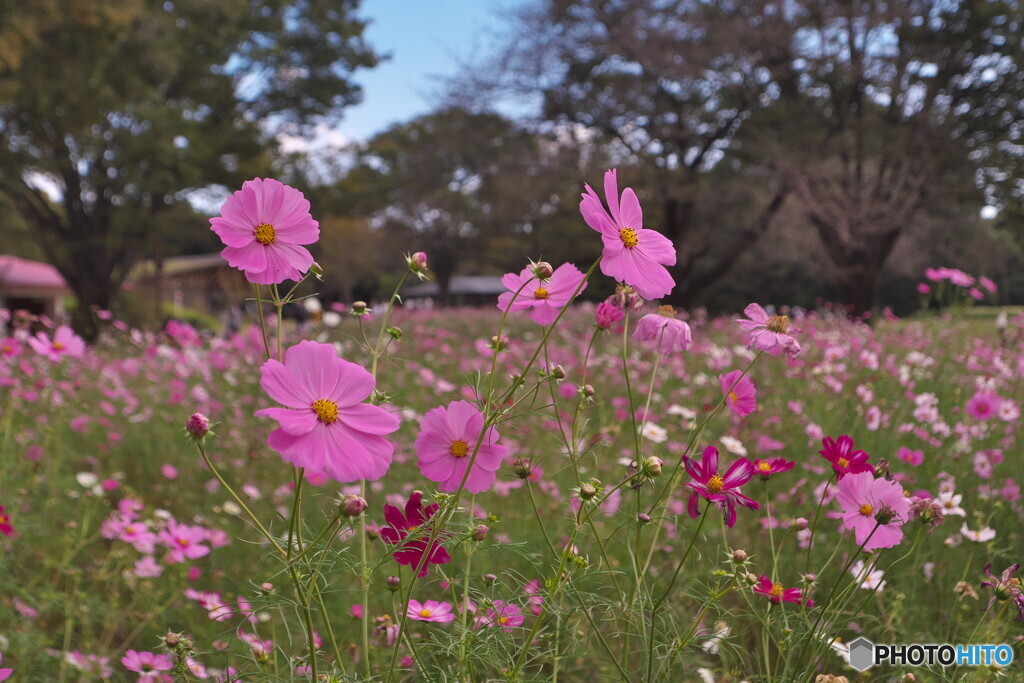 コスモスが咲いていたころ＃２